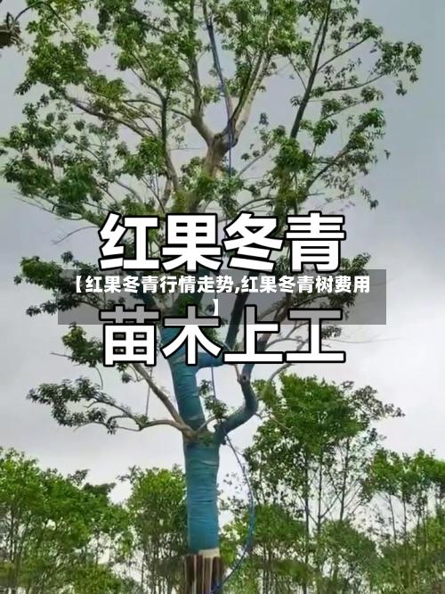【红果冬青行情走势,红果冬青树费用】-第3张图片