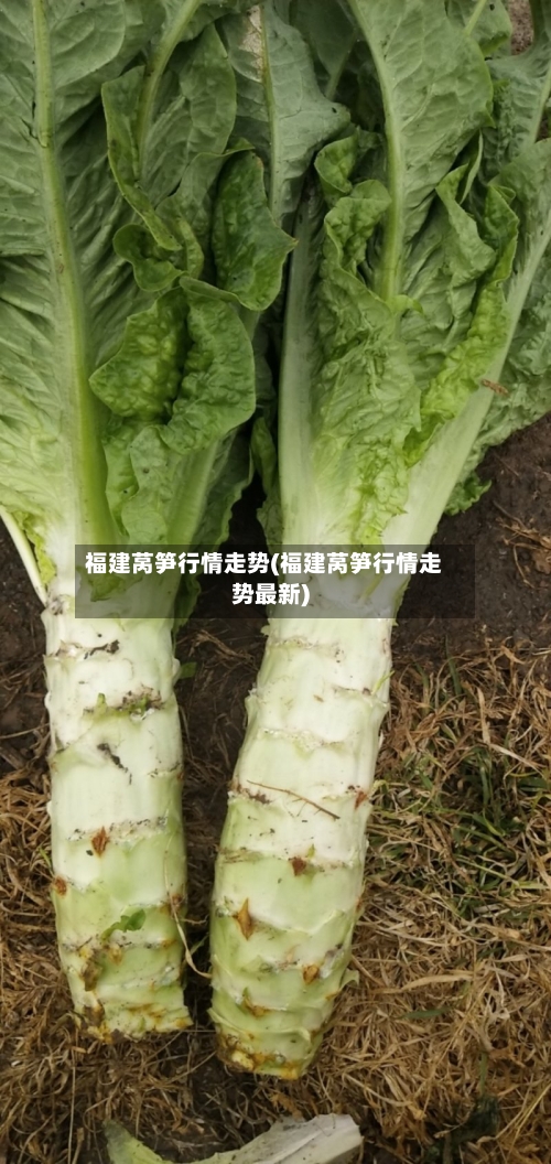 福建莴笋行情走势(福建莴笋行情走势最新)