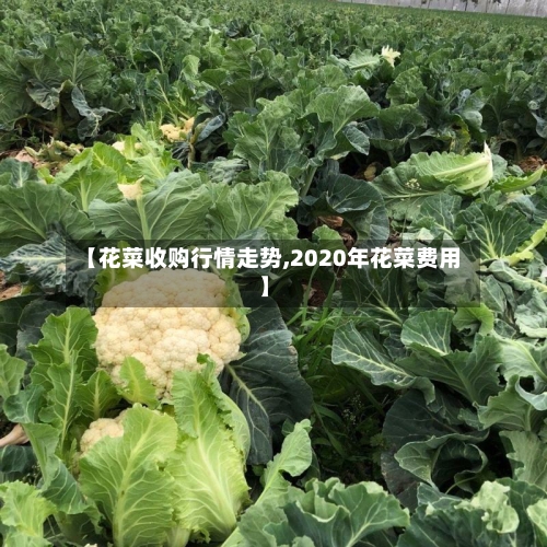 【花菜收购行情走势,2020年花菜费用】