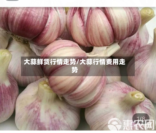 大蒜鲜货行情走势/大蒜行情费用走势-第2张图片