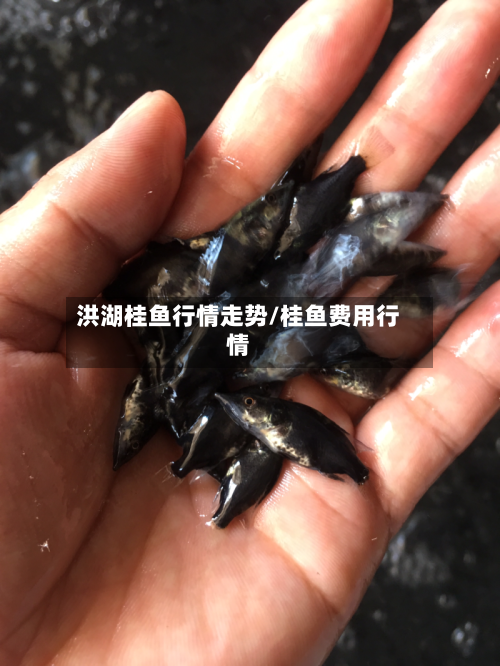 洪湖桂鱼行情走势/桂鱼费用行情-第3张图片