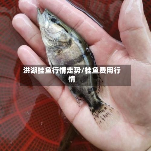 洪湖桂鱼行情走势/桂鱼费用行情