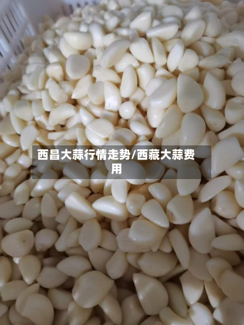 西昌大蒜行情走势/西藏大蒜费用
