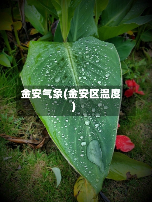 金安气象(金安区温度)