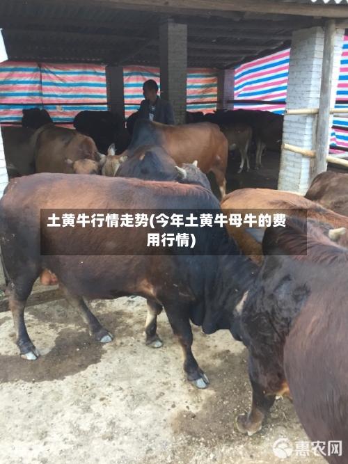 土黄牛行情走势(今年土黄牛母牛的费用行情)-第3张图片