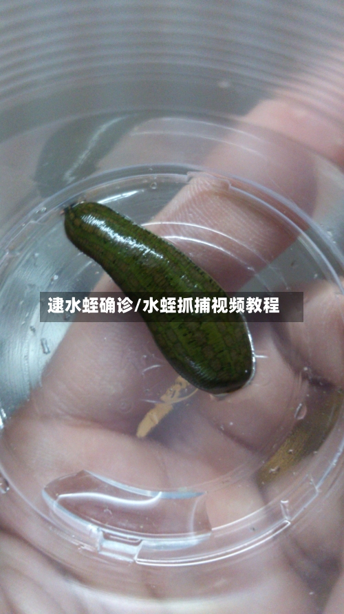 逮水蛭确诊/水蛭抓捕视频教程-第2张图片