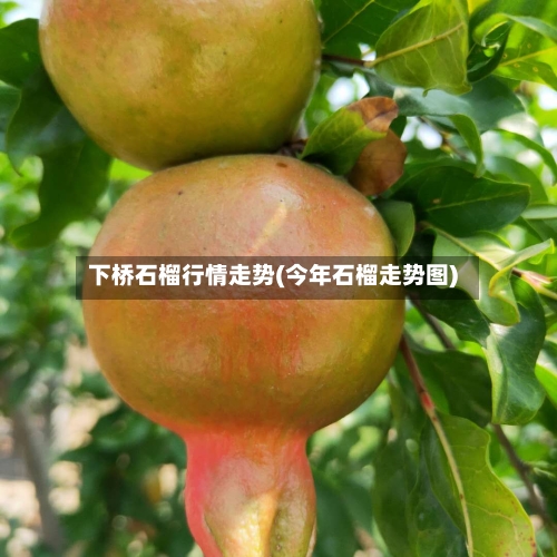下桥石榴行情走势(今年石榴走势图)