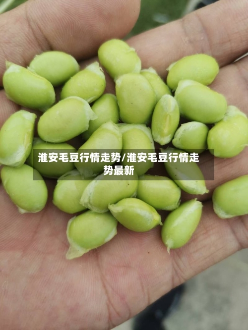 淮安毛豆行情走势/淮安毛豆行情走势最新-第2张图片