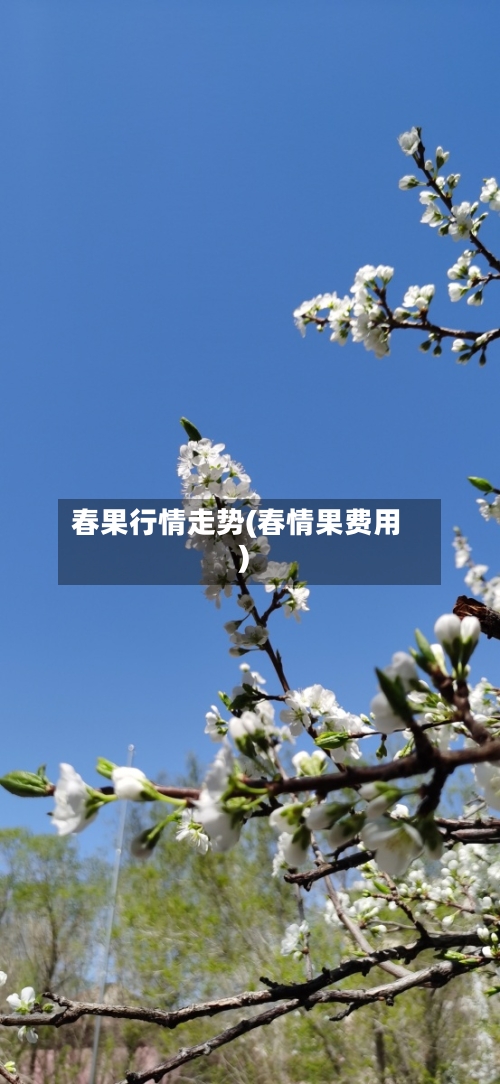 春果行情走势(春情果费用)-第2张图片