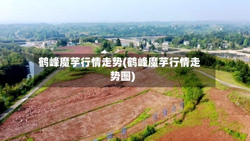鹤峰魔芋行情走势(鹤峰魔芋行情走势图)-第3张图片