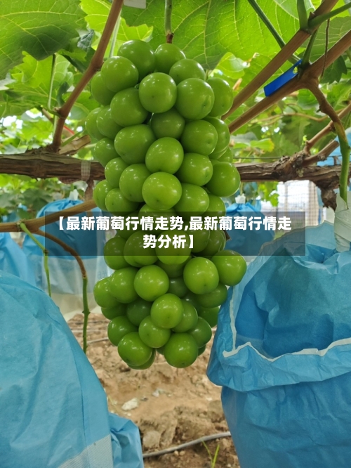 【最新葡萄行情走势,最新葡萄行情走势分析】