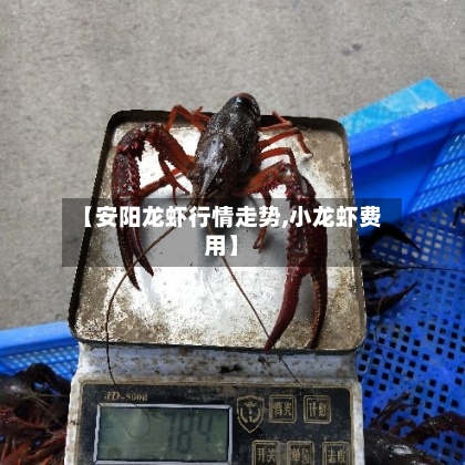 【安阳龙虾行情走势,小龙虾费用】-第2张图片