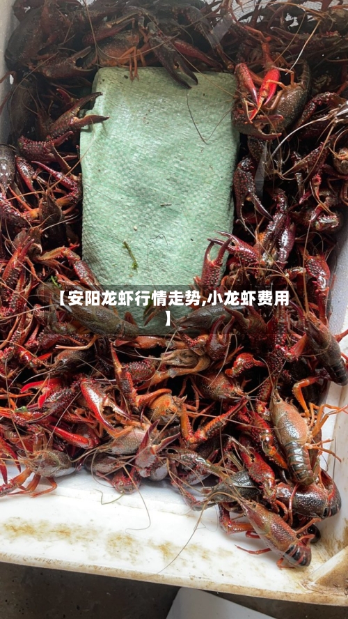 【安阳龙虾行情走势,小龙虾费用】-第3张图片