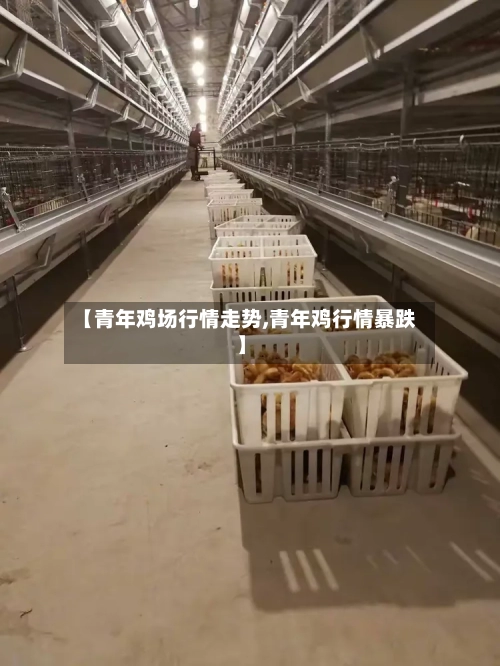 【青年鸡场行情走势,青年鸡行情暴跌】-第2张图片