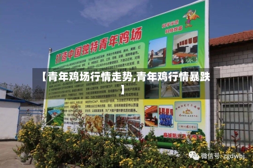 【青年鸡场行情走势,青年鸡行情暴跌】
