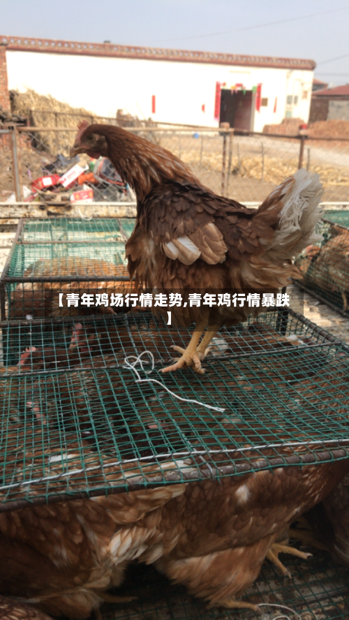 【青年鸡场行情走势,青年鸡行情暴跌】-第3张图片