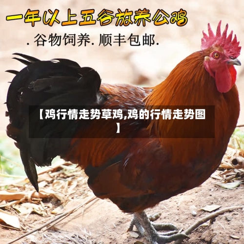 【鸡行情走势草鸡,鸡的行情走势图】-第3张图片