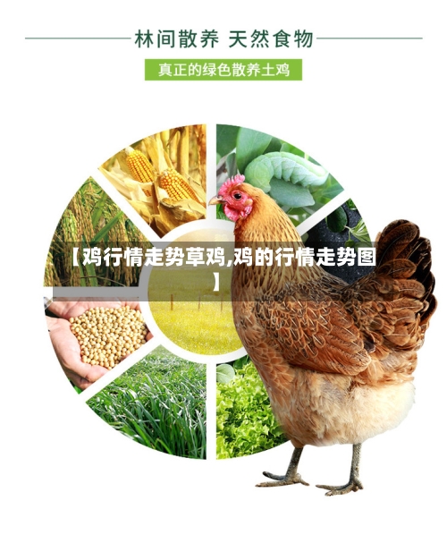 【鸡行情走势草鸡,鸡的行情走势图】-第2张图片