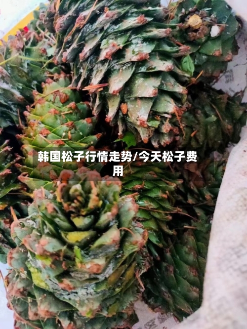 韩国松子行情走势/今天松子费用-第3张图片