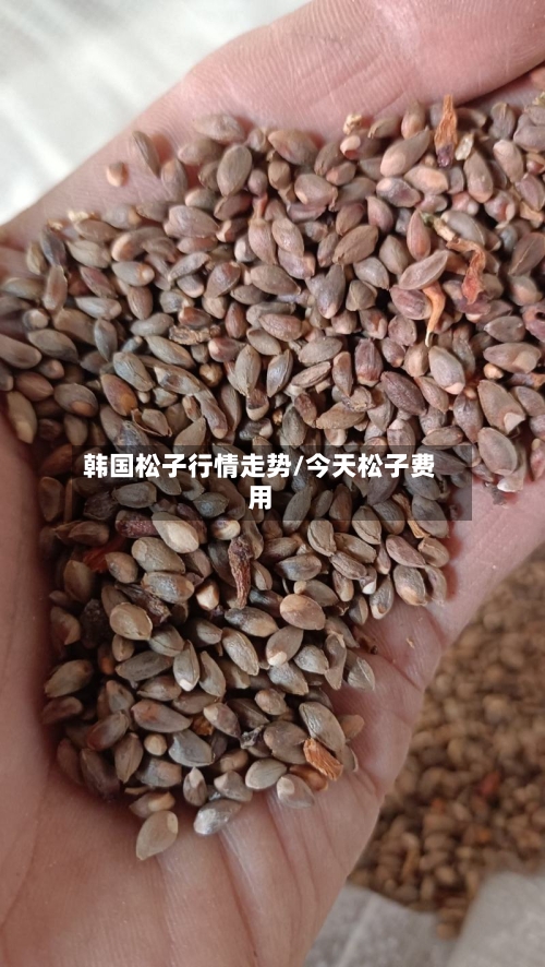 韩国松子行情走势/今天松子费用-第2张图片
