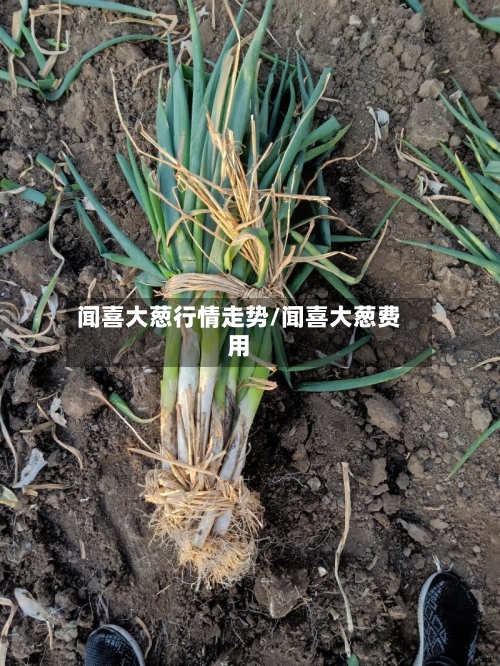 闻喜大葱行情走势/闻喜大葱费用-第2张图片
