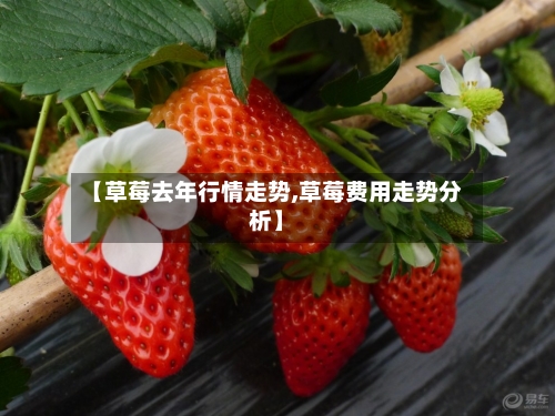 【草莓去年行情走势,草莓费用走势分析】