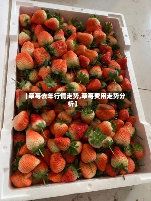 【草莓去年行情走势,草莓费用走势分析】-第2张图片