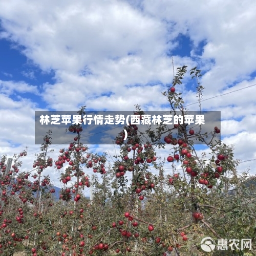 林芝苹果行情走势(西藏林芝的苹果)