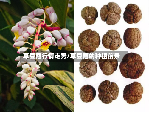 草豆蔻行情走势/草豆蔻的种植前景