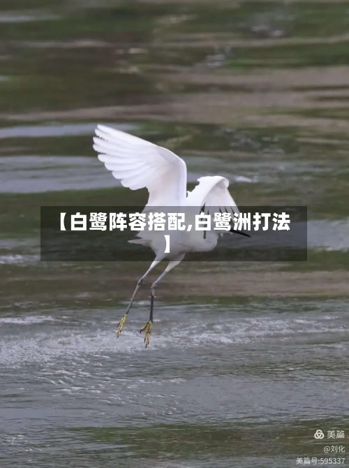 【白鹭阵容搭配,白鹭洲打法】-第2张图片
