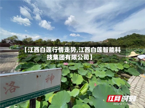 【江西白莲行情走势,江西白莲智能科技集团有限公司】