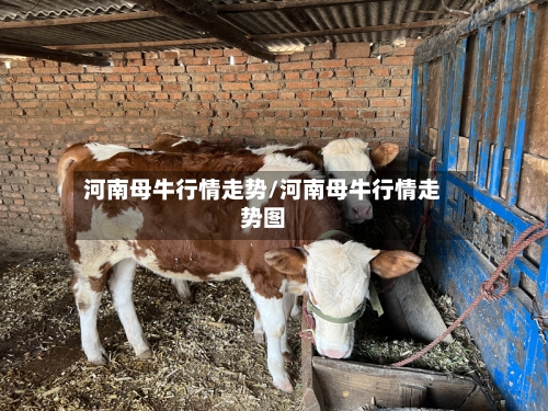 河南母牛行情走势/河南母牛行情走势图