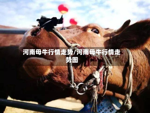 河南母牛行情走势/河南母牛行情走势图-第2张图片