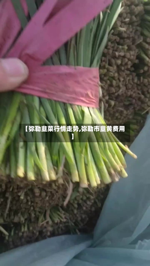 【弥勒韭菜行情走势,弥勒市韭黄费用】