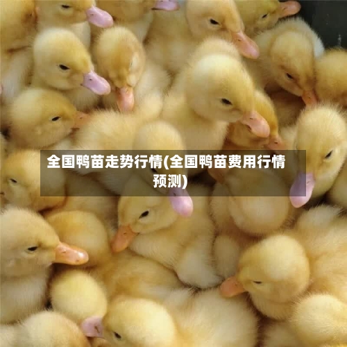 全国鸭苗走势行情(全国鸭苗费用行情预测)