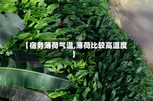 【宿务薄荷气温,薄荷比较高温度】
