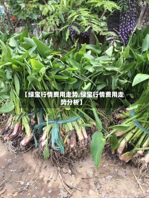 【绿宝行情费用走势,绿宝行情费用走势分析】-第3张图片