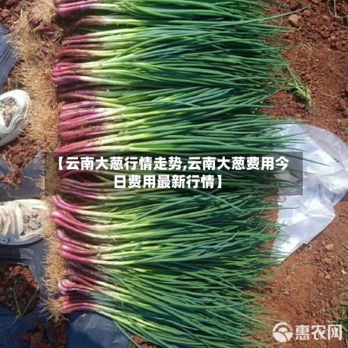 【云南大葱行情走势,云南大葱费用今日费用最新行情】