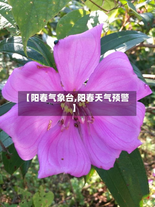 【阳春气象台,阳春天气预警】