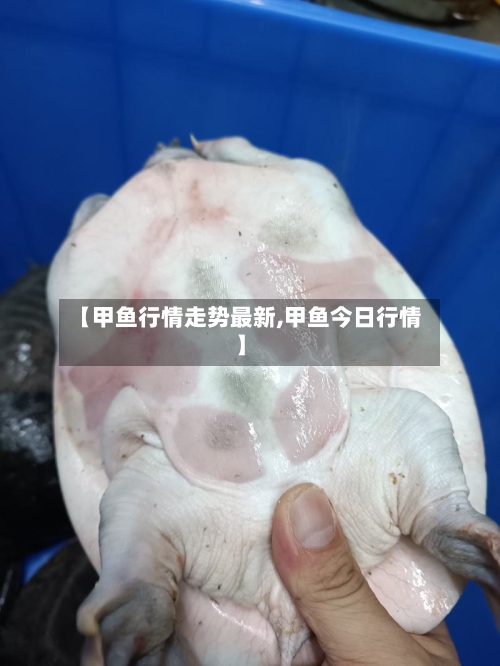 【甲鱼行情走势最新,甲鱼今日行情】