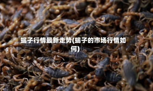 蝎子行情最新走势(蝎子的市场行情如何)