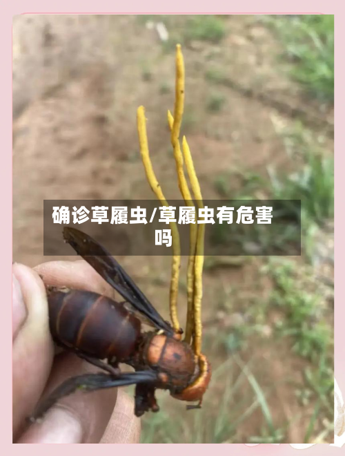 确诊草履虫/草履虫有危害吗