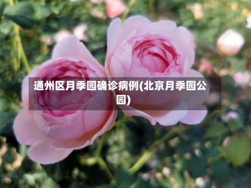 通州区月季园确诊病例(北京月季园公园)-第2张图片