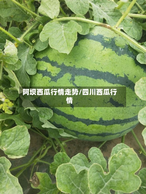 阿坝西瓜行情走势/四川西瓜行情