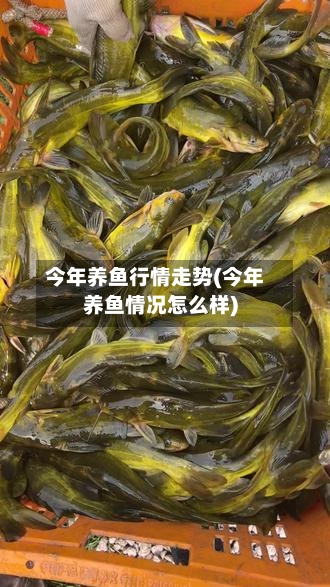 今年养鱼行情走势(今年养鱼情况怎么样)