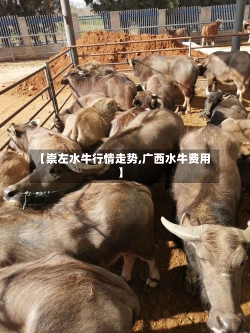 【崇左水牛行情走势,广西水牛费用】-第3张图片