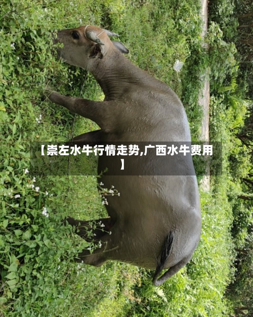 【崇左水牛行情走势,广西水牛费用】