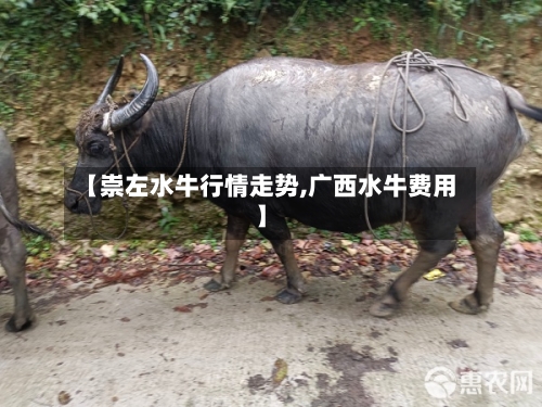 【崇左水牛行情走势,广西水牛费用】-第2张图片