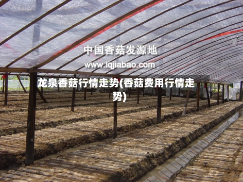 龙泉香菇行情走势(香菇费用行情走势)-第2张图片