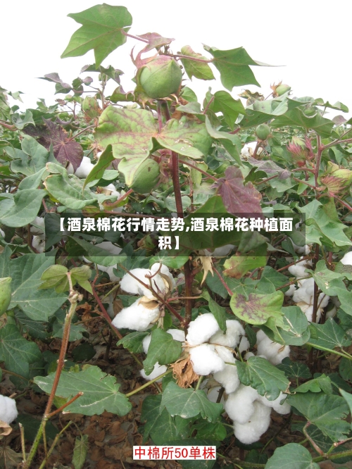 【酒泉棉花行情走势,酒泉棉花种植面积】